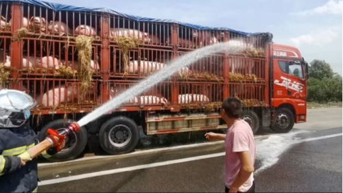 事发滁州 高温天气 二师兄 也顶不住了,102只 二师兄 高速上热到中暑